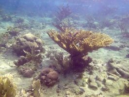 Elkhorn Coral IMG 7117
